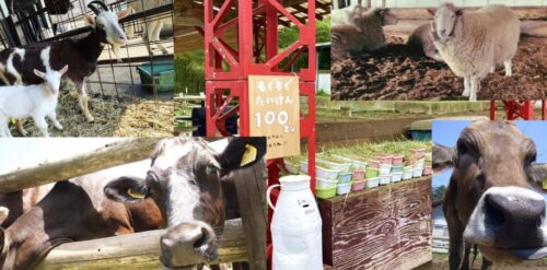 上ノ原牧場 カドーレ|動物ふれあい&牧場グルメで食育体験